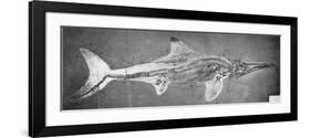 Stenopterygius Megacephalus (The Oxford Ichthyosaur) Found Nr. Stuttgart, Germany, Upper Lias…-null-Framed Giclee Print
