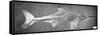 Stenopterygius Megacephalus (The Oxford Ichthyosaur) Found Nr. Stuttgart, Germany, Upper Lias…-null-Framed Stretched Canvas