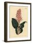 Stenorrhynchos Speciosum Orchid (Red-Flowered Neottia, Neottia Speciosa)-Sydenham Teast Edwards-Framed Giclee Print