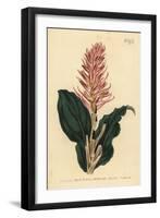 Stenorrhynchos Speciosum Orchid (Red-Flowered Neottia, Neottia Speciosa)-Sydenham Teast Edwards-Framed Giclee Print