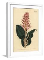 Stenorrhynchos Speciosum Orchid (Red-Flowered Neottia, Neottia Speciosa)-Sydenham Teast Edwards-Framed Giclee Print