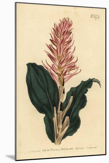 Stenorrhynchos Speciosum Orchid (Red-Flowered Neottia, Neottia Speciosa)-Sydenham Teast Edwards-Mounted Giclee Print