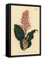 Stenorrhynchos Speciosum Orchid (Red-Flowered Neottia, Neottia Speciosa)-Sydenham Teast Edwards-Framed Stretched Canvas