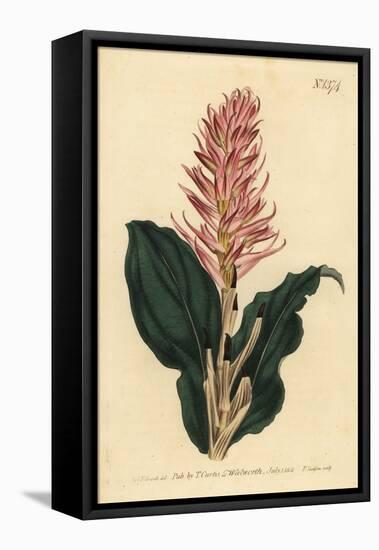 Stenorrhynchos Speciosum Orchid (Red-Flowered Neottia, Neottia Speciosa)-Sydenham Teast Edwards-Framed Stretched Canvas
