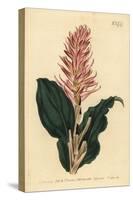 Stenorrhynchos Speciosum Orchid (Red-Flowered Neottia, Neottia Speciosa)-Sydenham Teast Edwards-Stretched Canvas