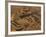 Step Pyramid of Djoser, Saqqara, Old Kingdom, Egypt-Kenneth Garrett-Framed Photographic Print