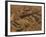 Step Pyramid of Djoser, Saqqara, Old Kingdom, Egypt-Kenneth Garrett-Framed Photographic Print