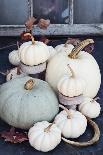 Autumn Decorations with Heirloom Mini White and Grey Pumpkins-Stephanie Frey-Photographic Print