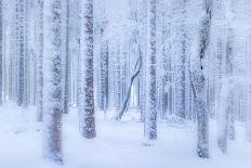 Snow fall-Stephanie Kleimann-Photographic Print