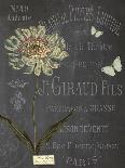 Vintage Botanical - Scabious-Stephanie Monahan-Giclee Print