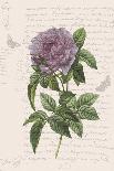 Vintage Botanical - Scabious-Stephanie Monahan-Giclee Print