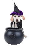 Halloween Dog-Stephanie Zieber-Framed Photographic Print
