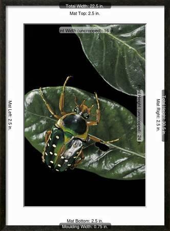 Stephanorrhina Guttata Spotted Flower Beetle Photographic Print Paul Starosta Allposters Com