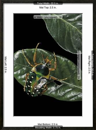 Stephanorrhina Guttata Spotted Flower Beetle Photographic Print Paul Starosta Allposters Com Stephanorrhina Guttata Spotted Flower Beetle Photographic Print Paul Starosta Allposters Com