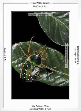 Stephanorrhina Guttata Spotted Flower Beetle Photographic Print Paul Starosta Allposters Com Stephanorrhina Guttata Spotted Flower Beetle Photographic Print Paul Starosta Allposters Com