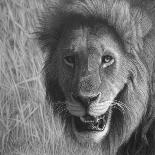 Lion in the Massai Mara-Stephen Ainsworth-Giclee Print