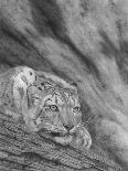 Lion in the Massai Mara-Stephen Ainsworth-Giclee Print