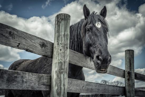 Photographic Print, , large