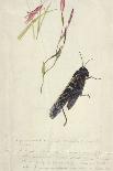 South African Insects (Drawing)-Stephen Briggs Carlil-Framed Stretched Canvas