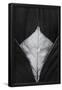 Essential Black