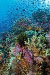 Schooling Fish Under Coral Ledge-Stephen Frink-Photographic Print
