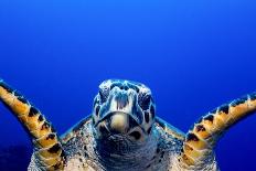 Hawksbill Turtle (Eretmochelys Imbricata)-Stephen Frink-Photographic Print