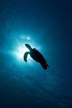 Tropical Fish Swimming over Reef-Stephen Frink-Photographic Print