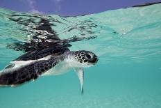 Juvenile Green Sea Turtle (Chelonia Mydas)-Stephen Frink-Photographic Print