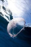 Moon Jellyfish (Aurelia Aurita).-Stephen Frink-Photographic Print