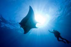 Pacific Manta and Scuba Diver-Stephen Frink-Photographic Print