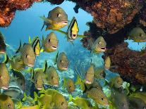 Tropical Fish Swimming over Reef-Stephen Frink-Photographic Print