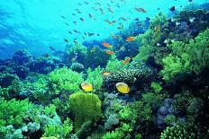 Abundance of Marine Life on a Coral Reef.-Stephen Frink-Photographic Print