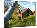 Wood Mount