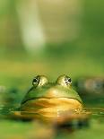 Bull Frog-Stephen Maka-Photographic Print