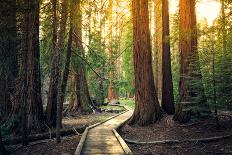 Sunset on the Forest Path, Sequoia National Park, California-Stephen Moehle-Framed Photographic Print