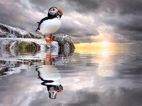 The Wonderfully Funny Puffin with a Calm Reflecting Landscape-Stephen Tucker-Stretched Canvas