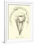 Gramercy White