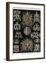 Stephoidea-Ernst Haeckel-Framed Art Print