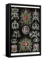 Stephoidea-Ernst Haeckel-Framed Stretched Canvas