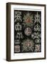 Stephoidea-Ernst Haeckel-Framed Art Print
