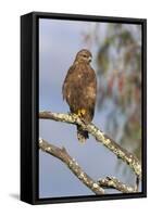 Steppe Buzzard (Buteo Vulpinus), Mountain Zebra National Park, Eastern Cape, South Africa, Africa-Ann and Steve Toon-Framed Stretched Canvas