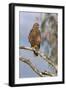 Steppe Buzzard (Buteo Vulpinus), Mountain Zebra National Park, Eastern Cape, South Africa, Africa-Ann and Steve Toon-Framed Photographic Print