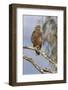 Steppe Buzzard (Buteo Vulpinus), Mountain Zebra National Park, Eastern Cape, South Africa, Africa-Ann and Steve Toon-Framed Photographic Print