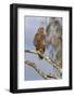 Steppe Buzzard (Buteo Vulpinus), Mountain Zebra National Park, Eastern Cape, South Africa, Africa-Ann and Steve Toon-Framed Photographic Print