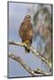 Steppe Buzzard (Buteo Vulpinus), Mountain Zebra National Park, Eastern Cape, South Africa, Africa-Ann and Steve Toon-Mounted Photographic Print