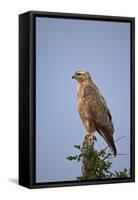 Steppe Buzzard (Common Buzzard) (Buteo Vulpinus or Buteo Buteo Vulpinus)-James Hager-Framed Stretched Canvas