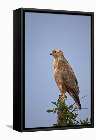 Steppe Buzzard (Common Buzzard) (Buteo Vulpinus or Buteo Buteo Vulpinus)-James Hager-Framed Stretched Canvas