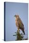 Steppe Buzzard (Common Buzzard) (Buteo Vulpinus or Buteo Buteo Vulpinus)-James Hager-Stretched Canvas