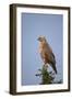 Steppe Buzzard (Common Buzzard) (Buteo Vulpinus or Buteo Buteo Vulpinus)-James Hager-Framed Photographic Print