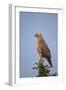 Steppe Buzzard (Common Buzzard) (Buteo Vulpinus or Buteo Buteo Vulpinus)-James Hager-Framed Photographic Print